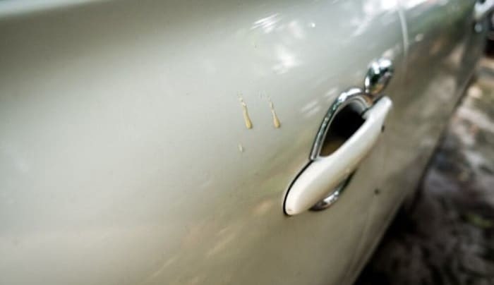 [mẸo] Xử Lý Vết Dơ Trên ô Tô Do Nhựa Cây, Phân Chim